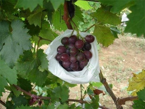 水果套袋 水果套袋